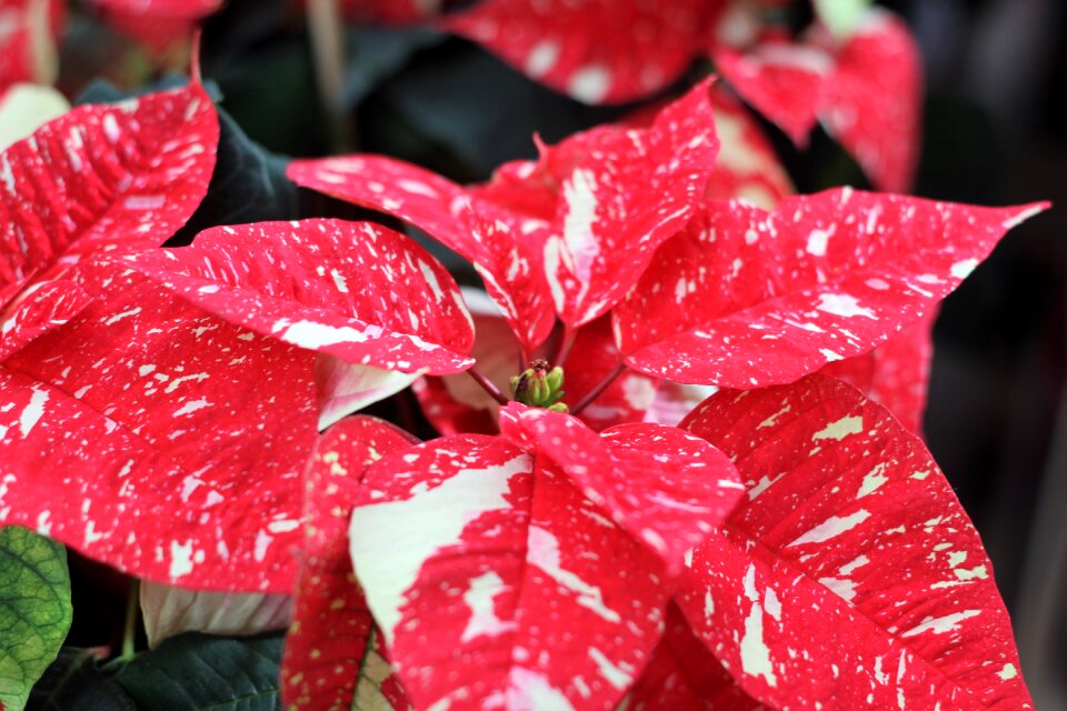 Christmas red flower christmas time