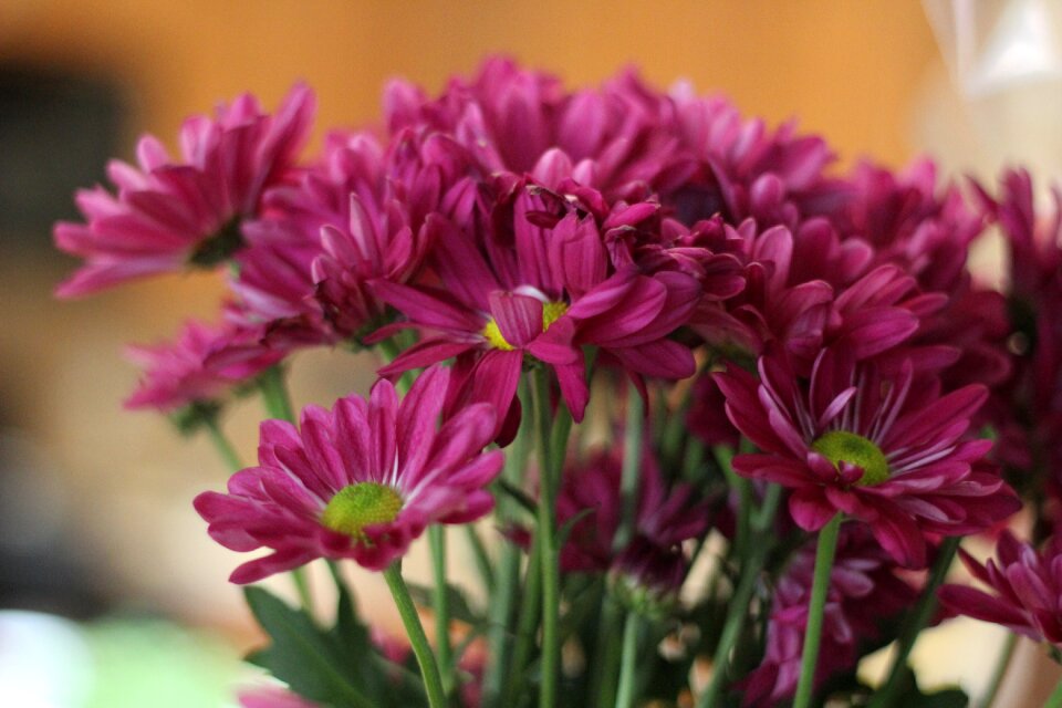 Nature floral spring