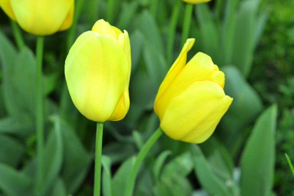 Photography flower photographer