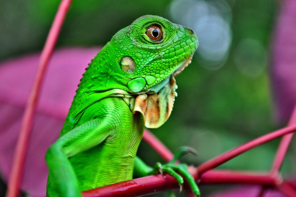 Reptiles nature animal