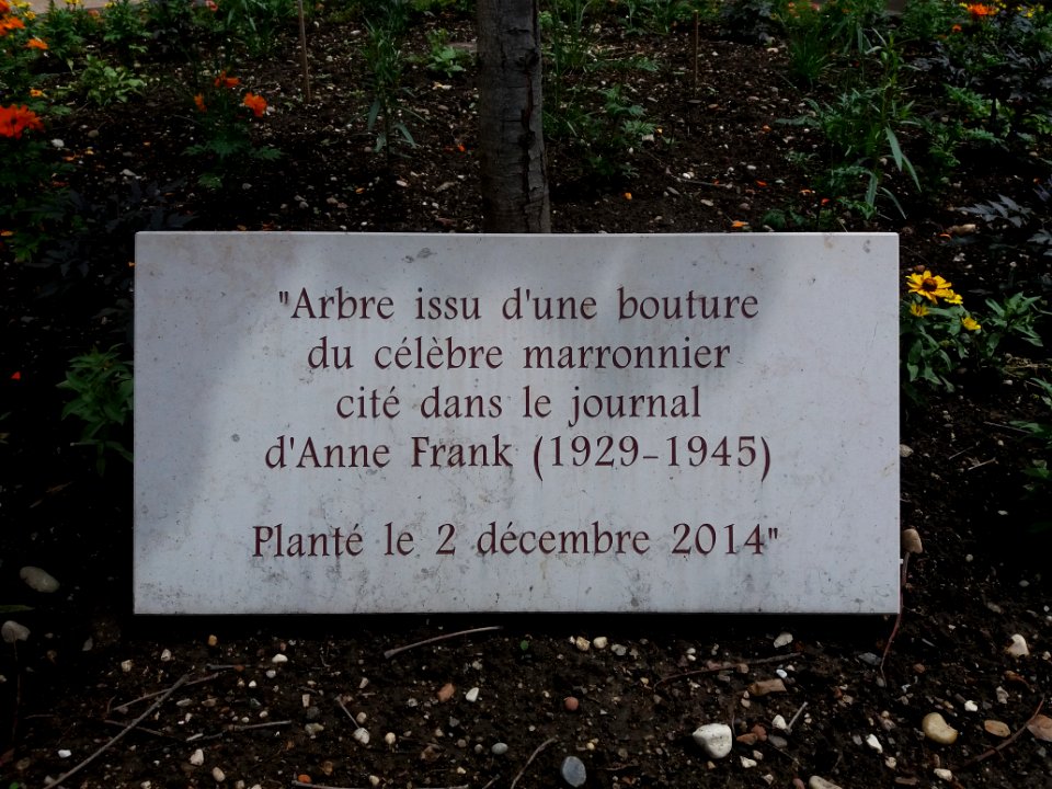 Lyon 3e - Place Eugène Varlin, arbre issu d'une bouture du marronier cité dans le journal d'Anne Frank, plaque