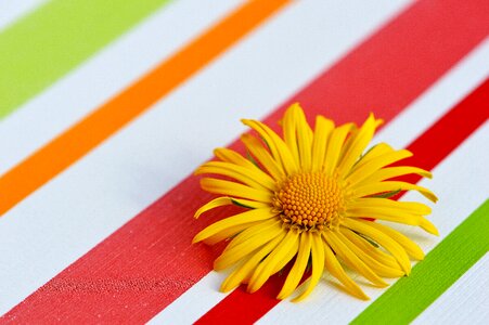 Pointed flower close up beautiful