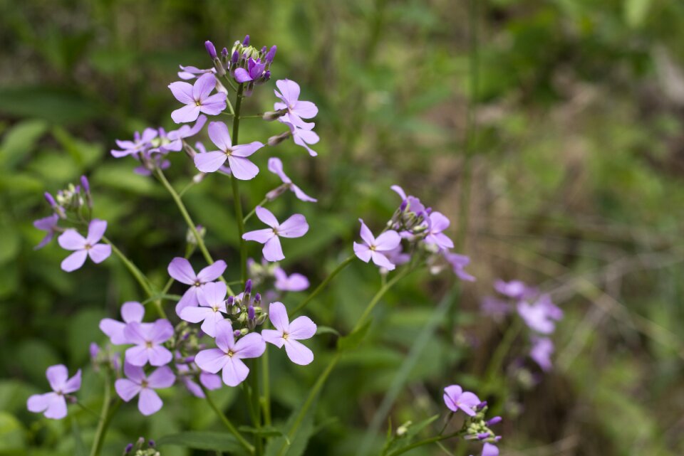 Flowers green growing