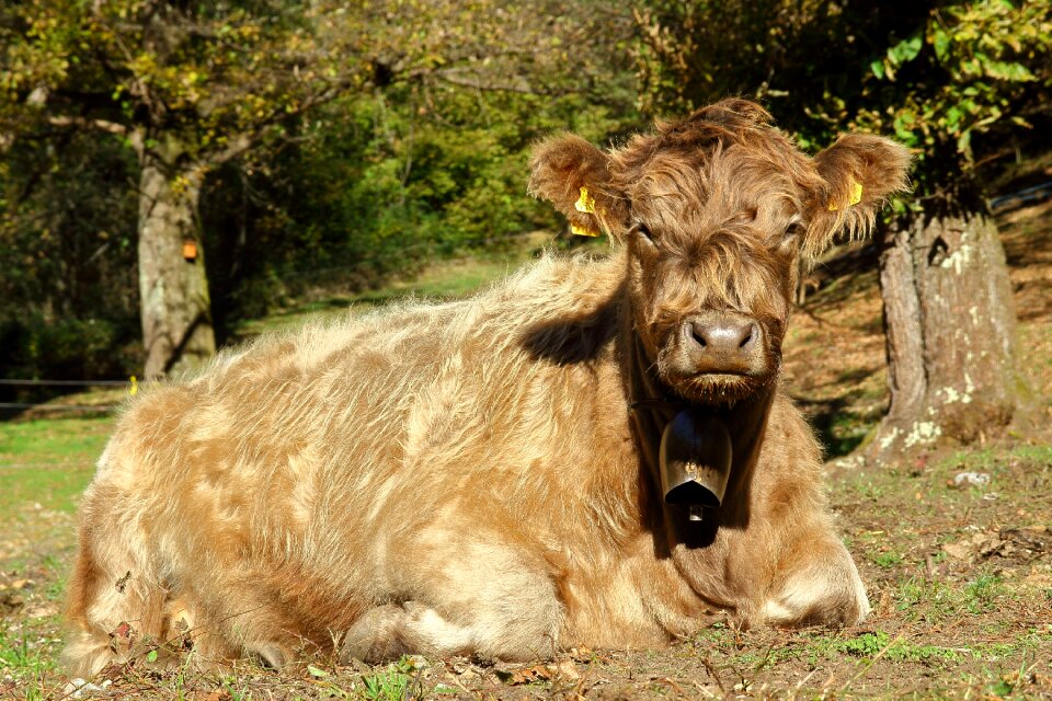 Pasture rest cattle