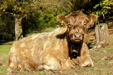 Pasture rest cattle