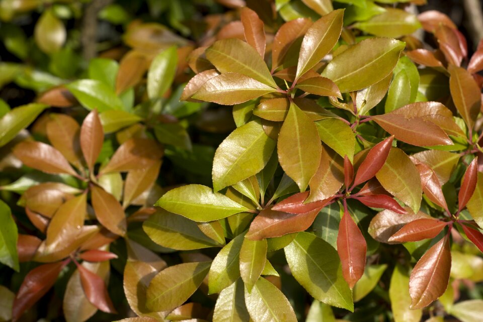 Growing growth leaves