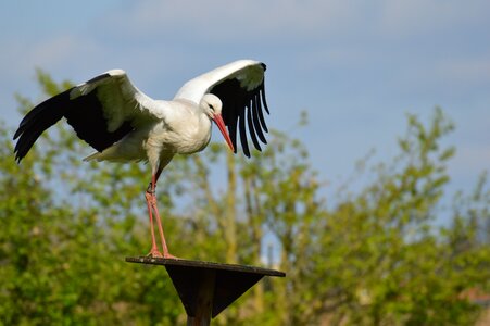 Elegant feather bird