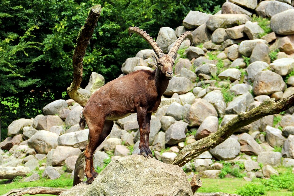 Forest aries capricorn