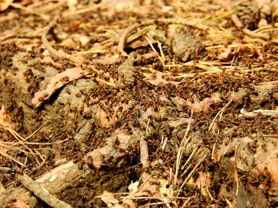 Red wood ant nature swarm