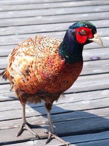 Colorful animal males