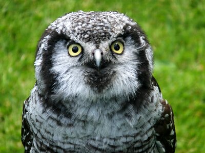 Head nature owl