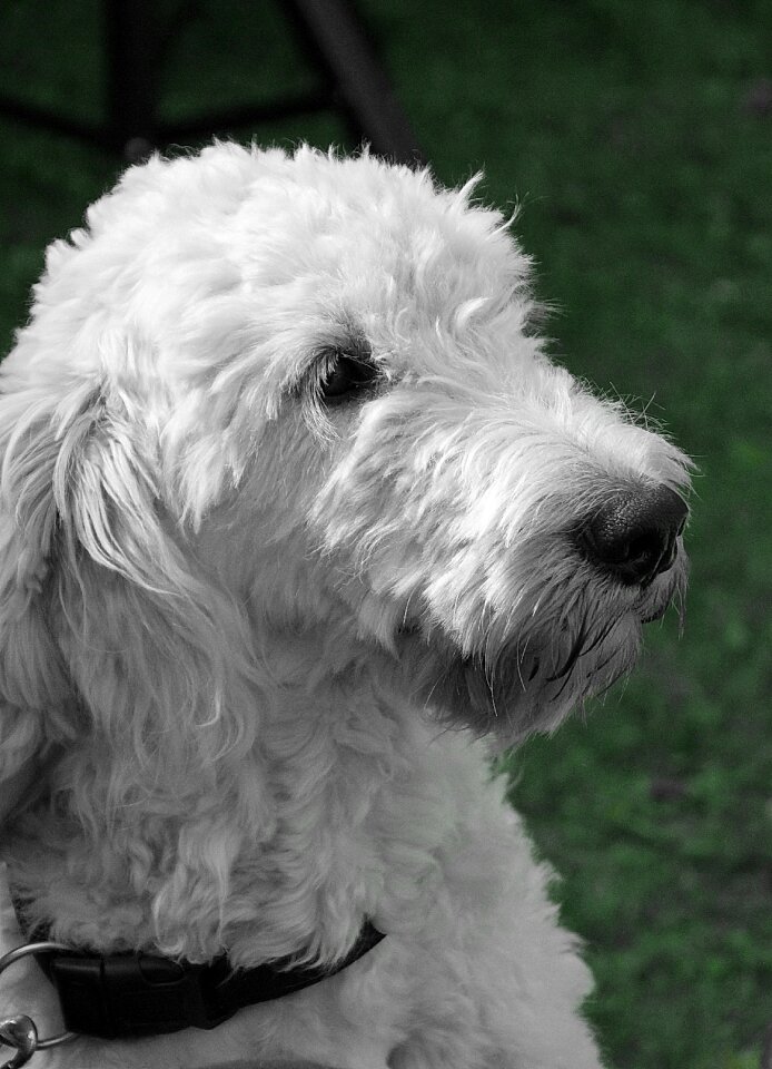 Portrait pet fur