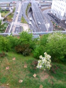 Lyon 1er - Rue des Fantasques - Verger urbain au-dessus du tunnel de la Croix-Rousse 01