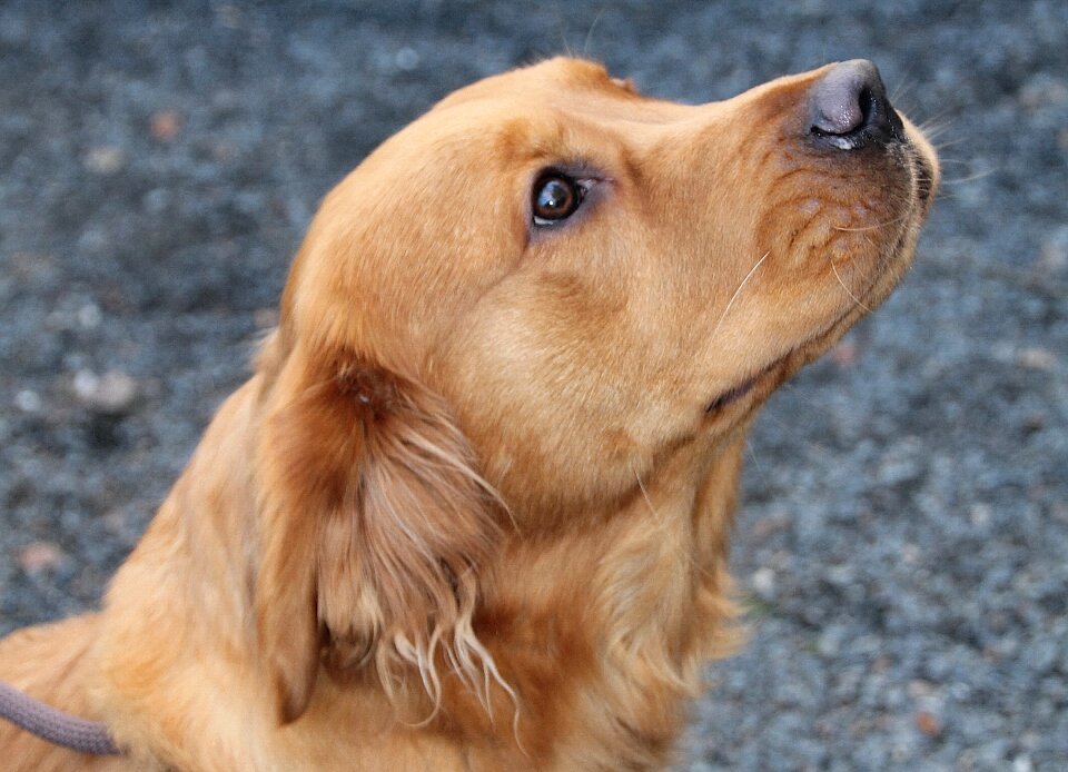Animal pet dog face
