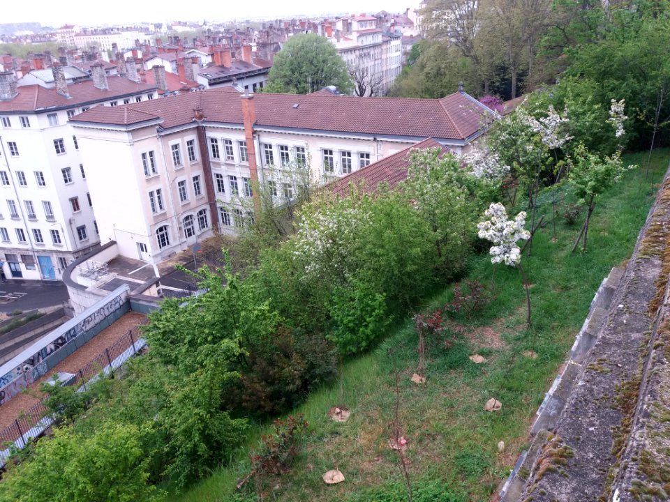 Lyon 1er - Rue des Fantasques - Verger urbain au-dessus du tunnel de la Croix-Rousse 02