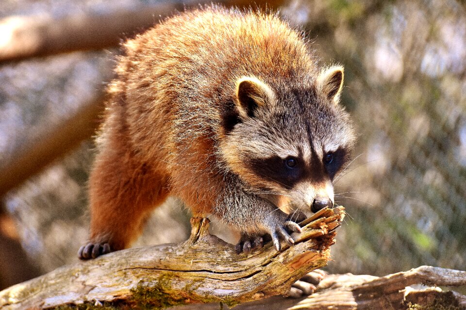 Mammal sweet nature