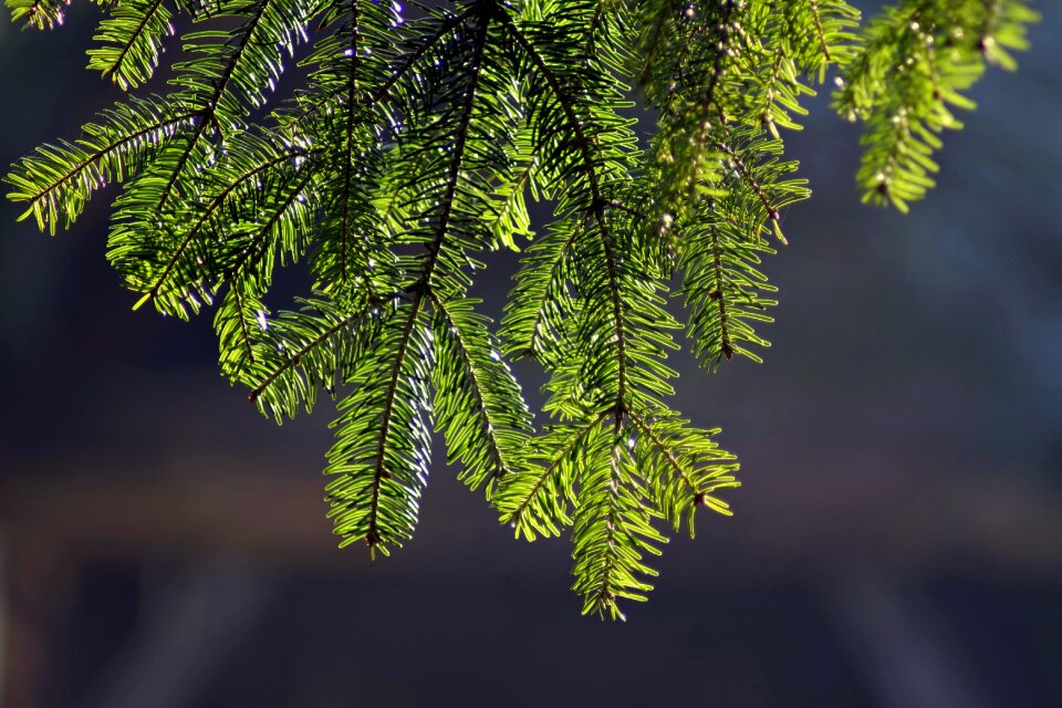 Green hanging christmas tree