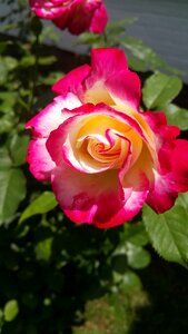 Double delight rose flower