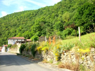 Luscan 31