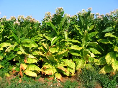 Lush tobacco