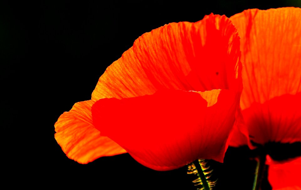 Nature poppy meadow flower