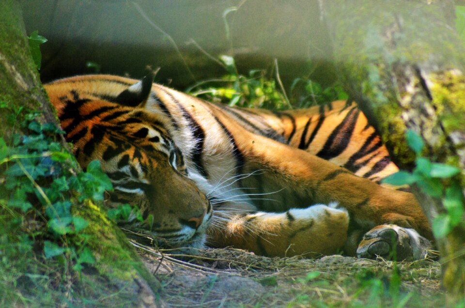 Felines animal portrait wild