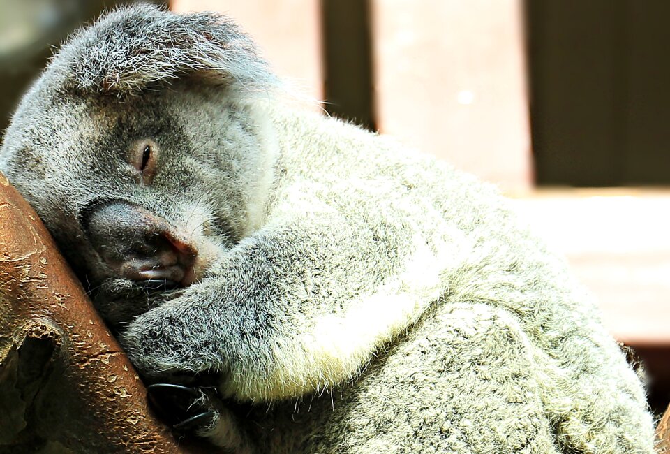 Purry ashen koala cuddly photo