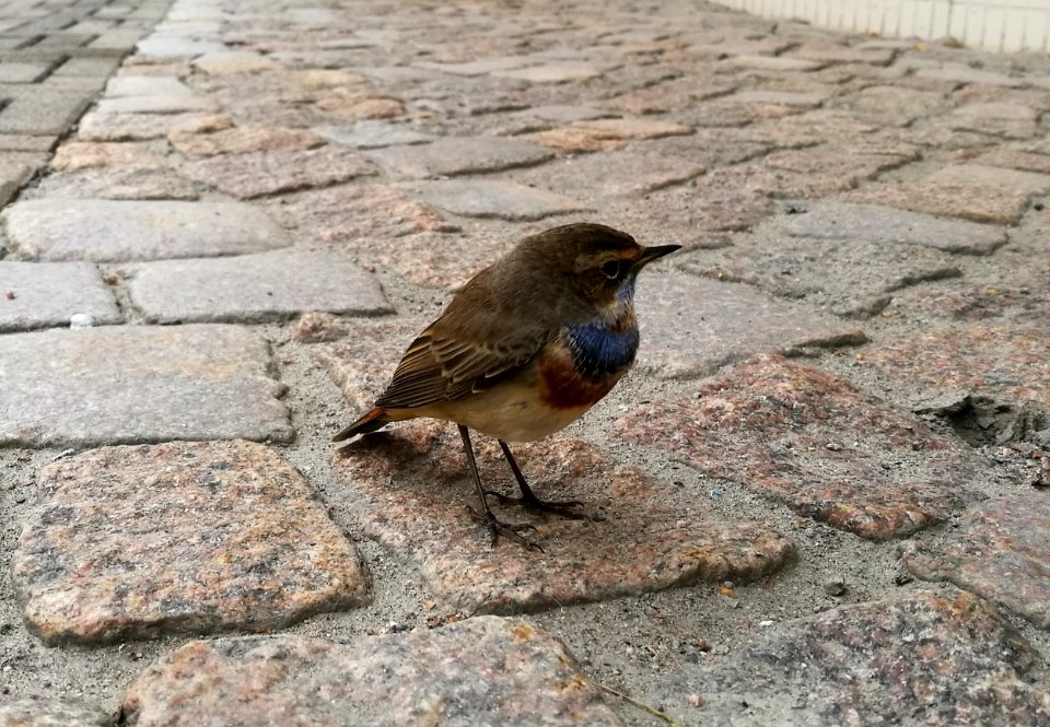 Luscinia svecica Oulu 20180907 01