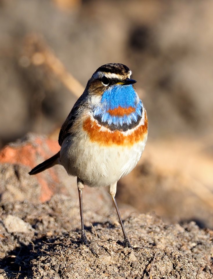 Luscinia svecica Oulu Finland 2020-05-21