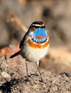 Luscinia svecica Oulu Finland 2020-05-21