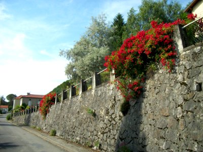 Luscan 29