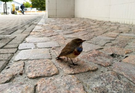 Luscinia svecica Oulu 20180907 02