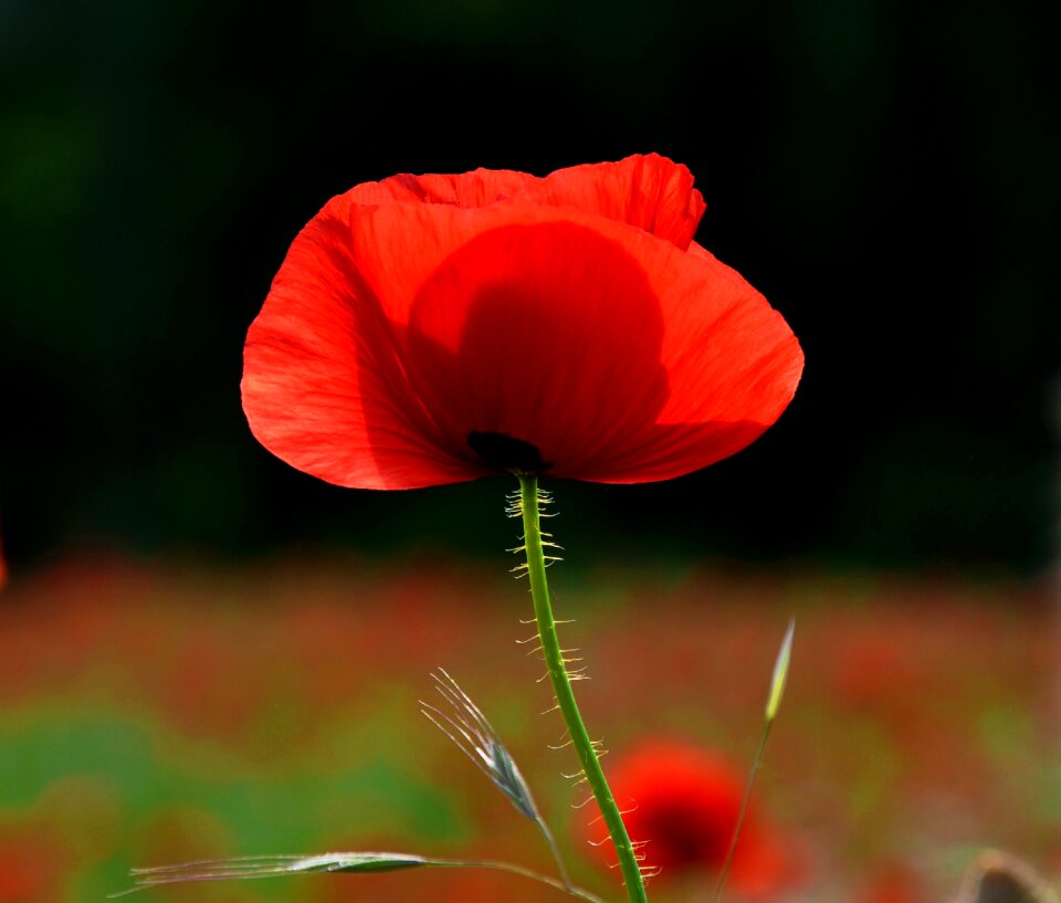 Nature poppy meadow flower