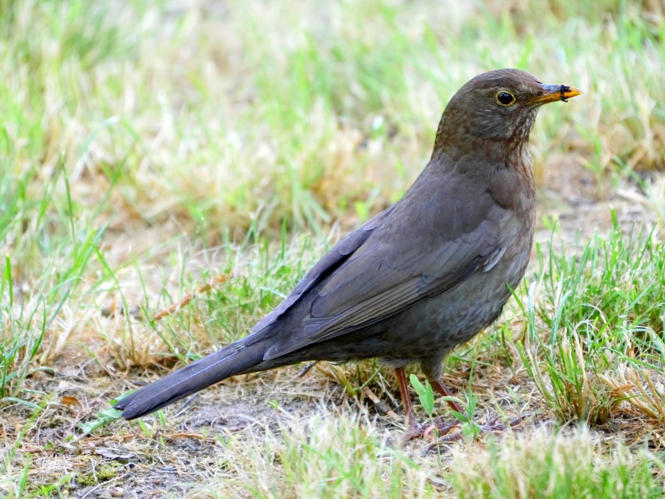 Luther-Friedhof.Amsel-Weibchen.2