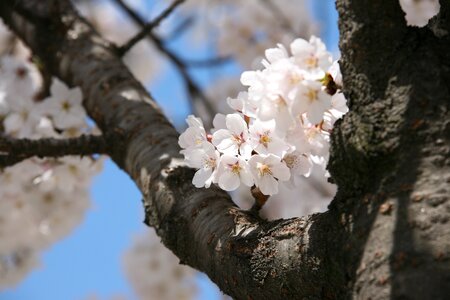 Flowers nature plants photo