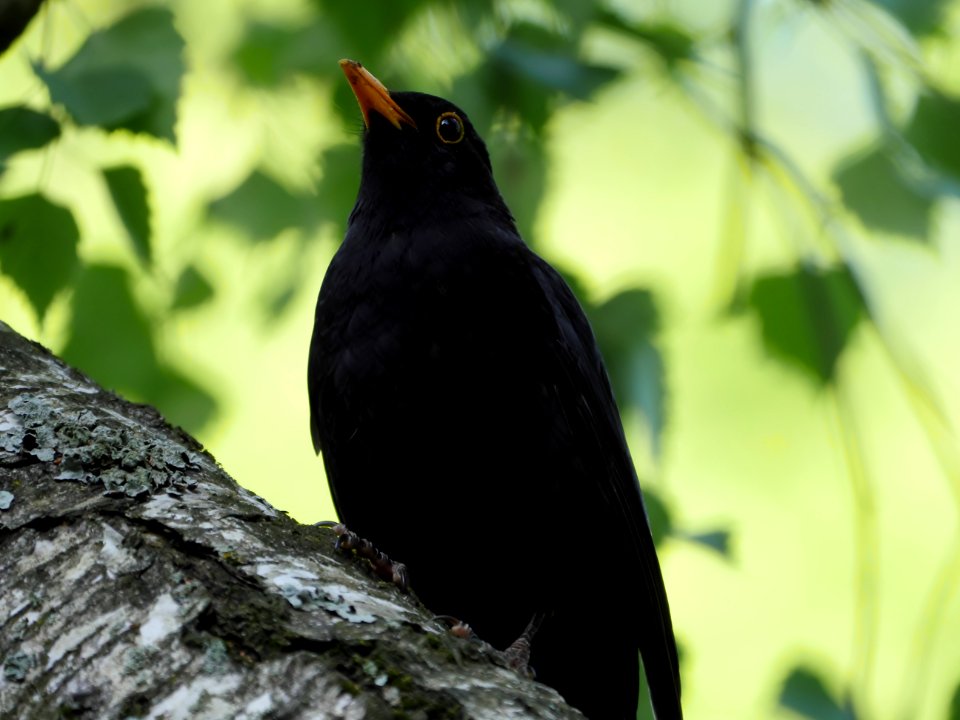 Luther-Friedhof.Amsel-Maennchen