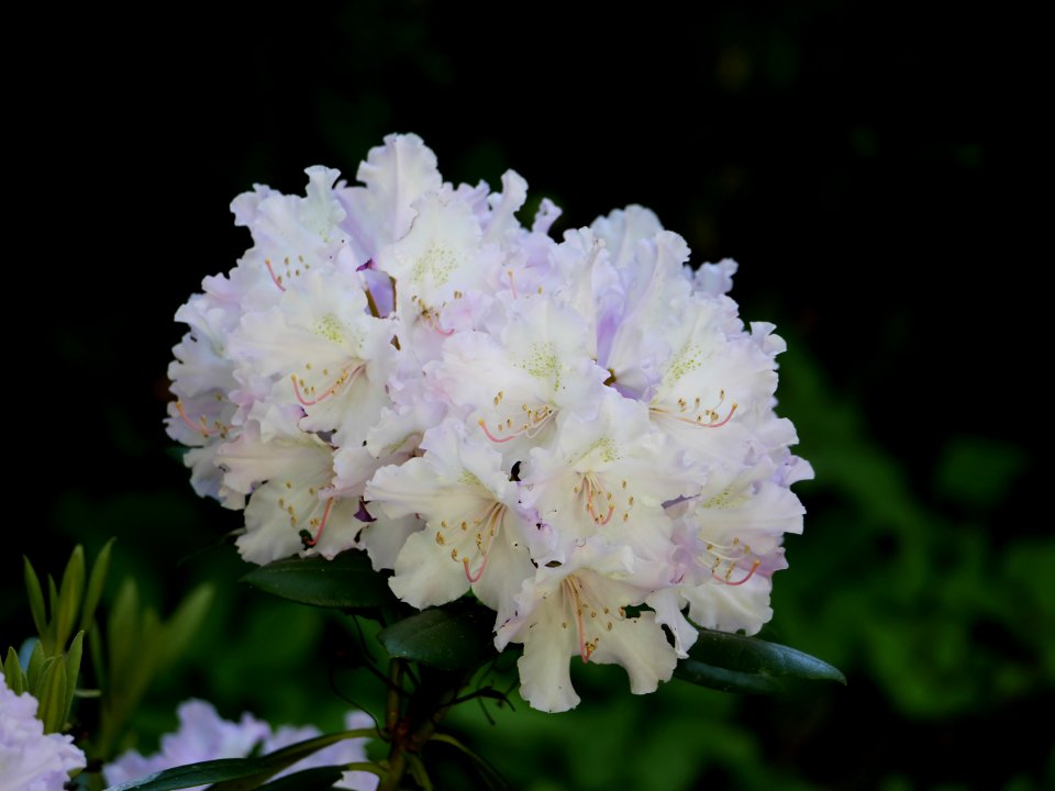 Luther-Friedhof.weisser.Rhododendron