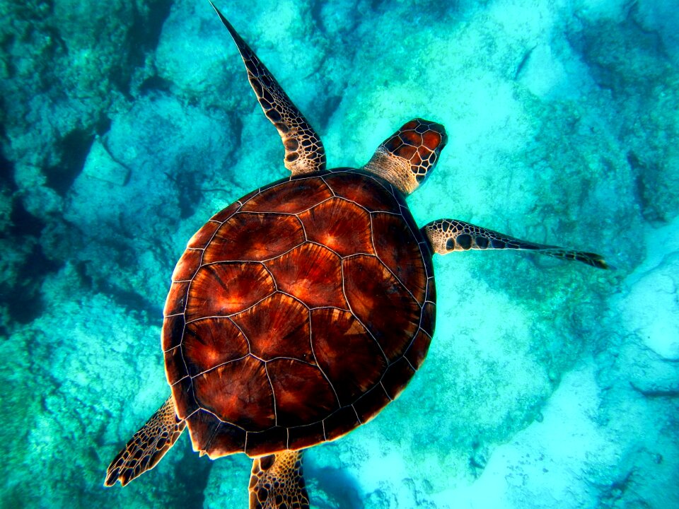 Animal ocean wildlife