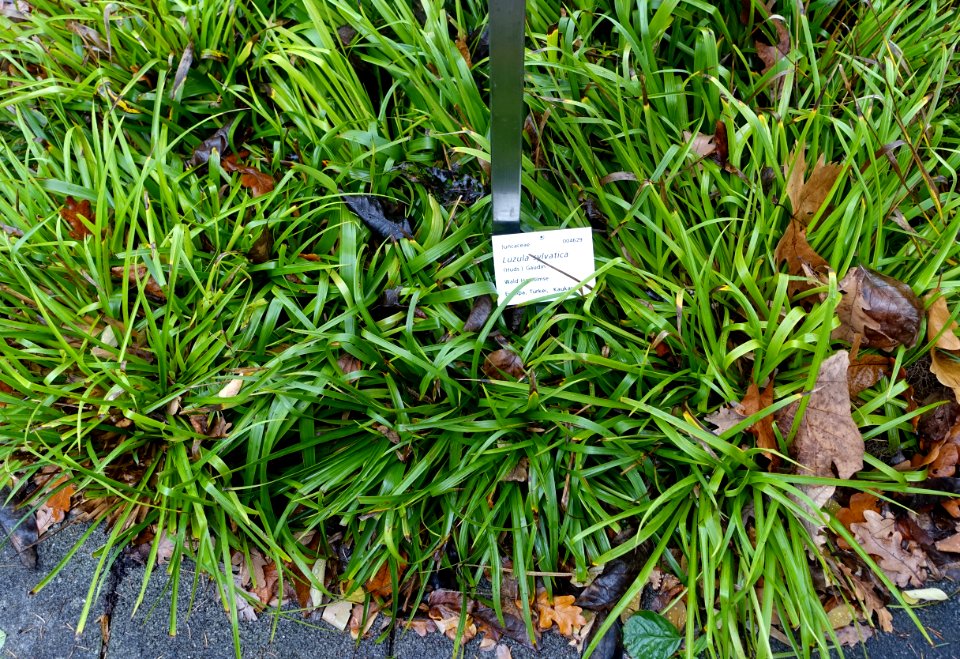 Luzula sylvatica - Botanischer Garten - Heidelberg, Germany - DSC00873