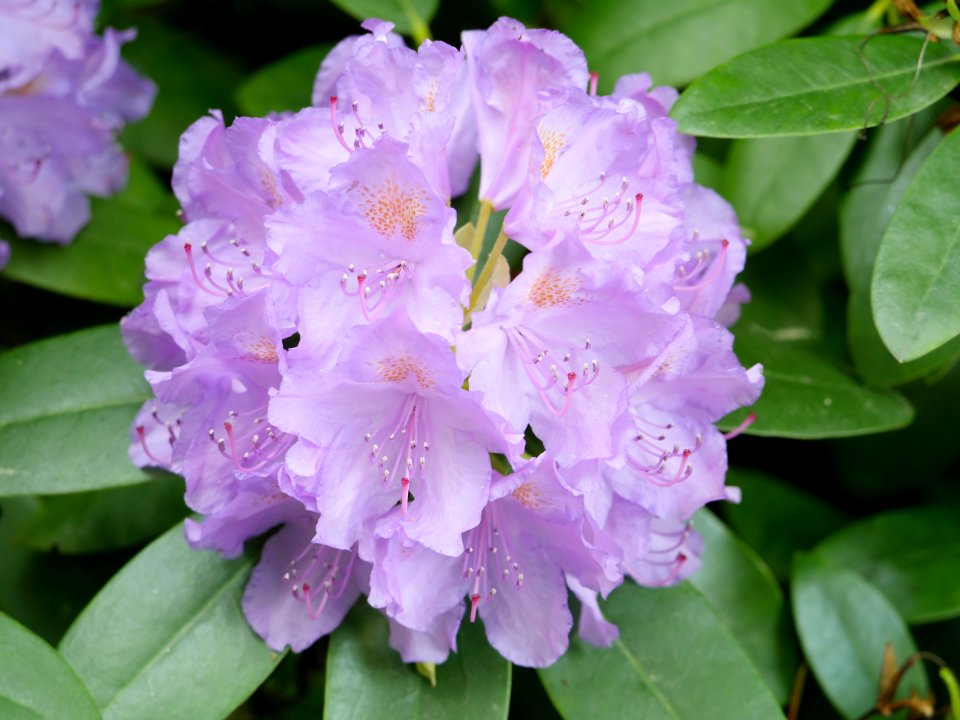 Luther-Friedhof.lilafarbener.Rhododendron.1