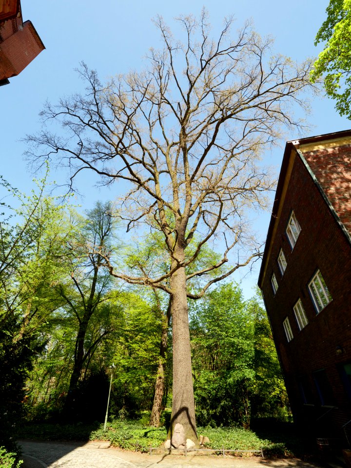 Luthereiche.Matthaeuskirche.Steglitz