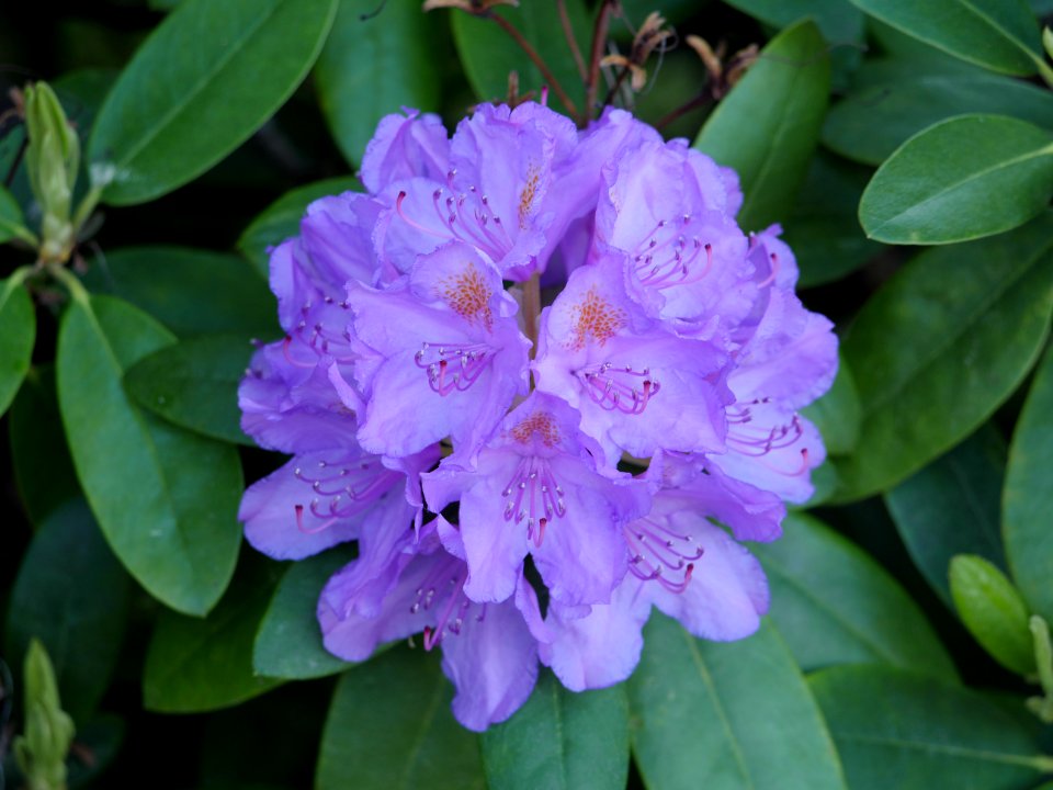 Luther-Friedhof.hellblauer.Rhododendron.2