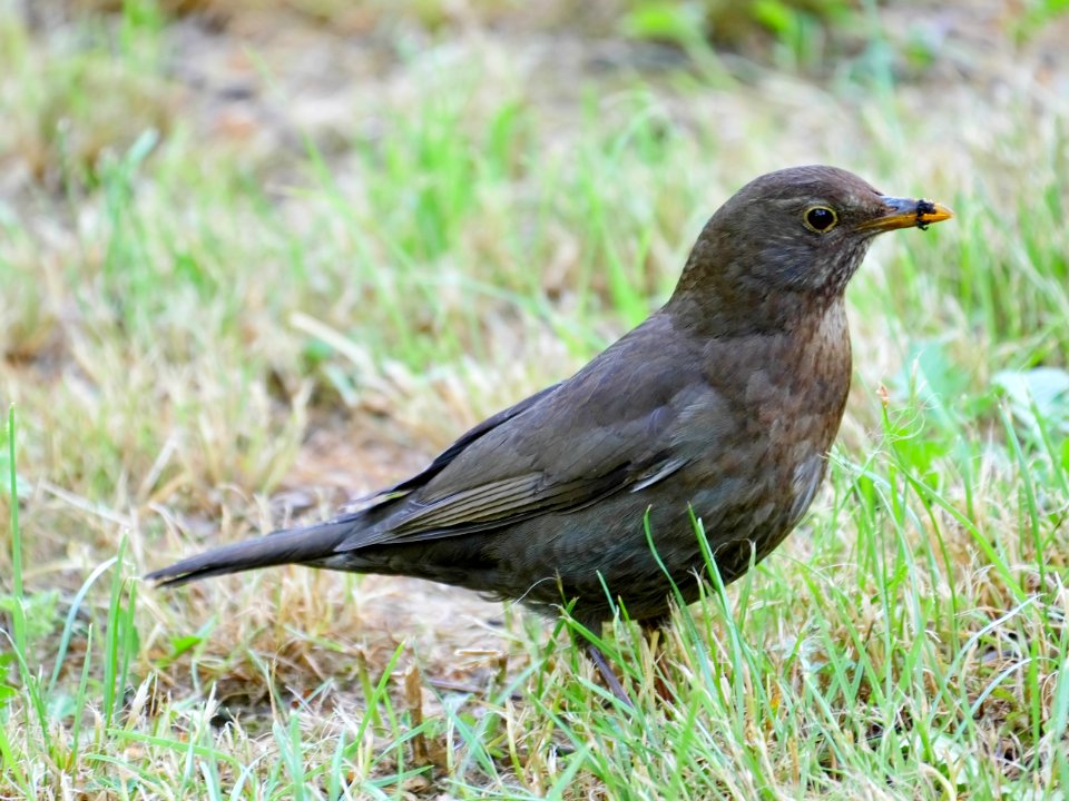 Luther-Friedhof.Amsel-Weibchen.1