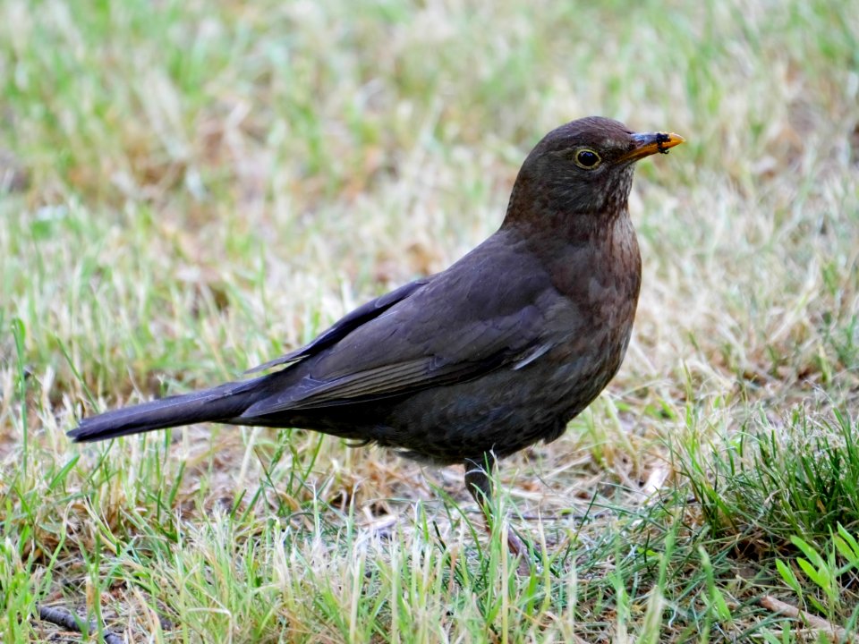 Luther-Friedhof.Amsel-Weibchen.3