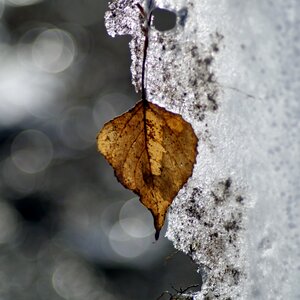 Leaf ice hard rime photo