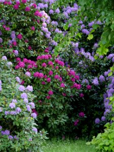 Luther-Friedhof.Rhododendren