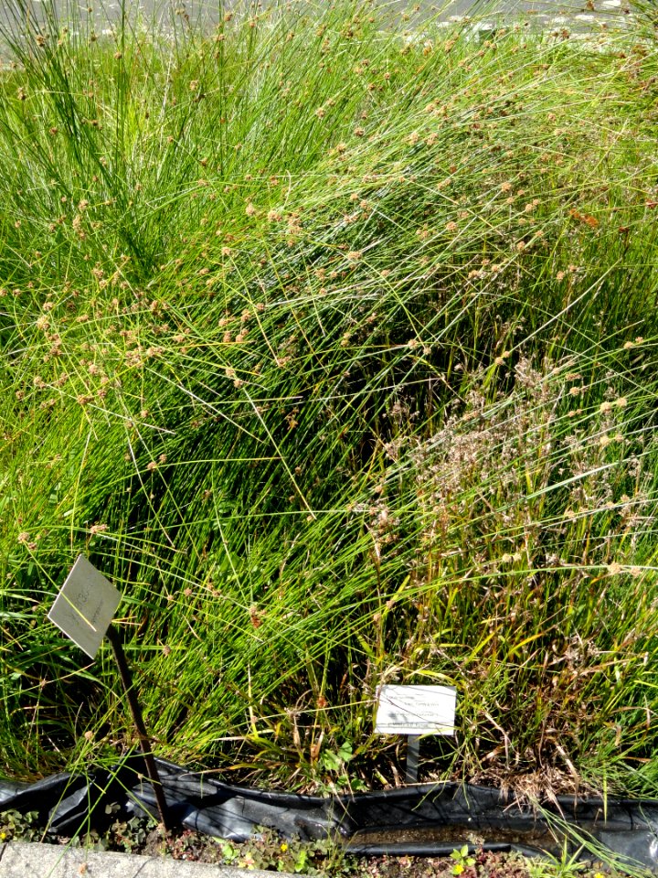 Luzula luzuloides - Botanical Garden, University of Frankfurt - DSC02721