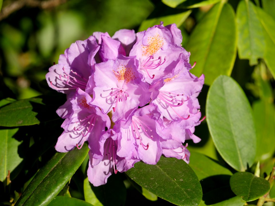 Luther-Friedhof.lilafarbener.Rhododendron.2