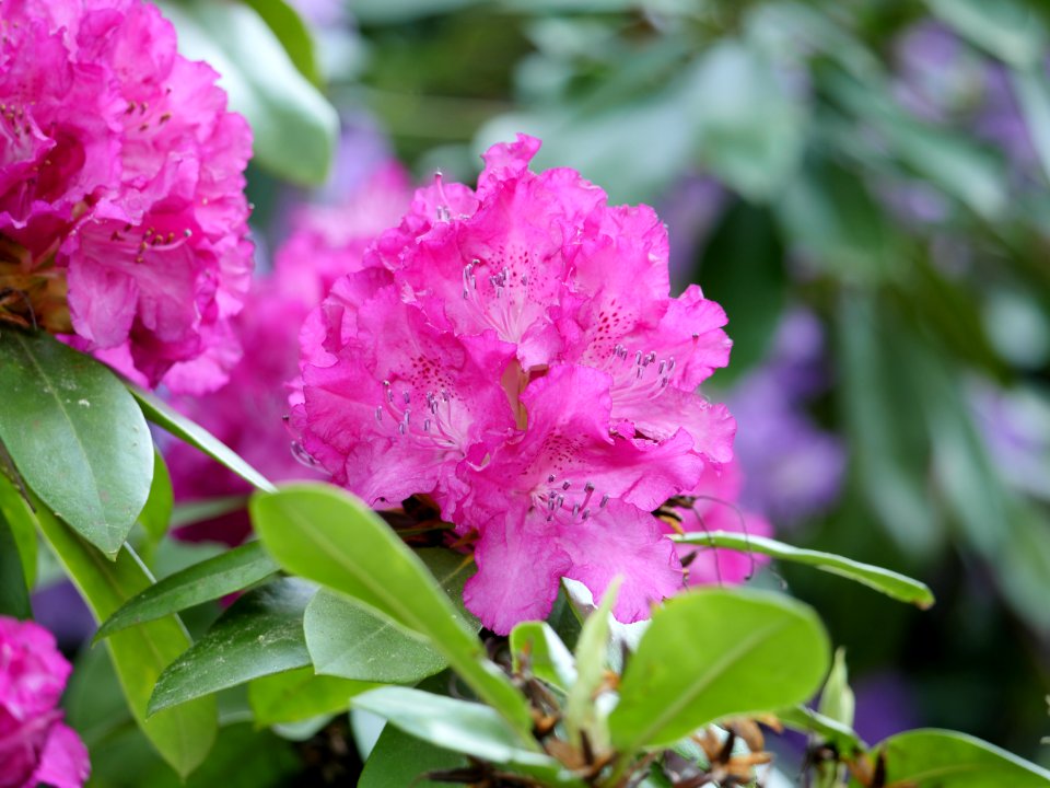 Luther-Friedhof.rosafarbener.Rhododendron