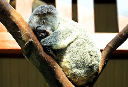 Purry ashen koala cuddly photo